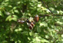 Maikäferplage in Oberkärnten, Foto (c) alfred santner - creativomedia GmbH