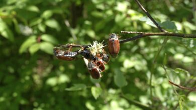 Maikäferplage in Oberkärnten, Foto (c) alfred santner - creativomedia GmbH