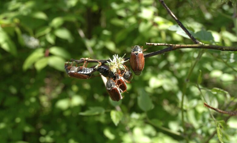 Maikäferplage in Oberkärnten, Foto (c) alfred santner - creativomedia GmbH