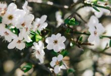 Frühling in Kärnten