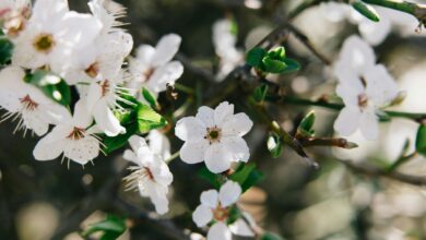 Frühling in Kärnten