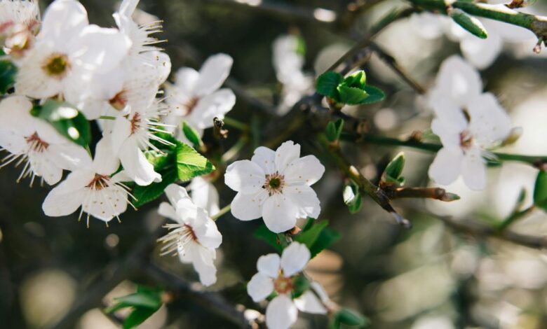 Frühling in Kärnten