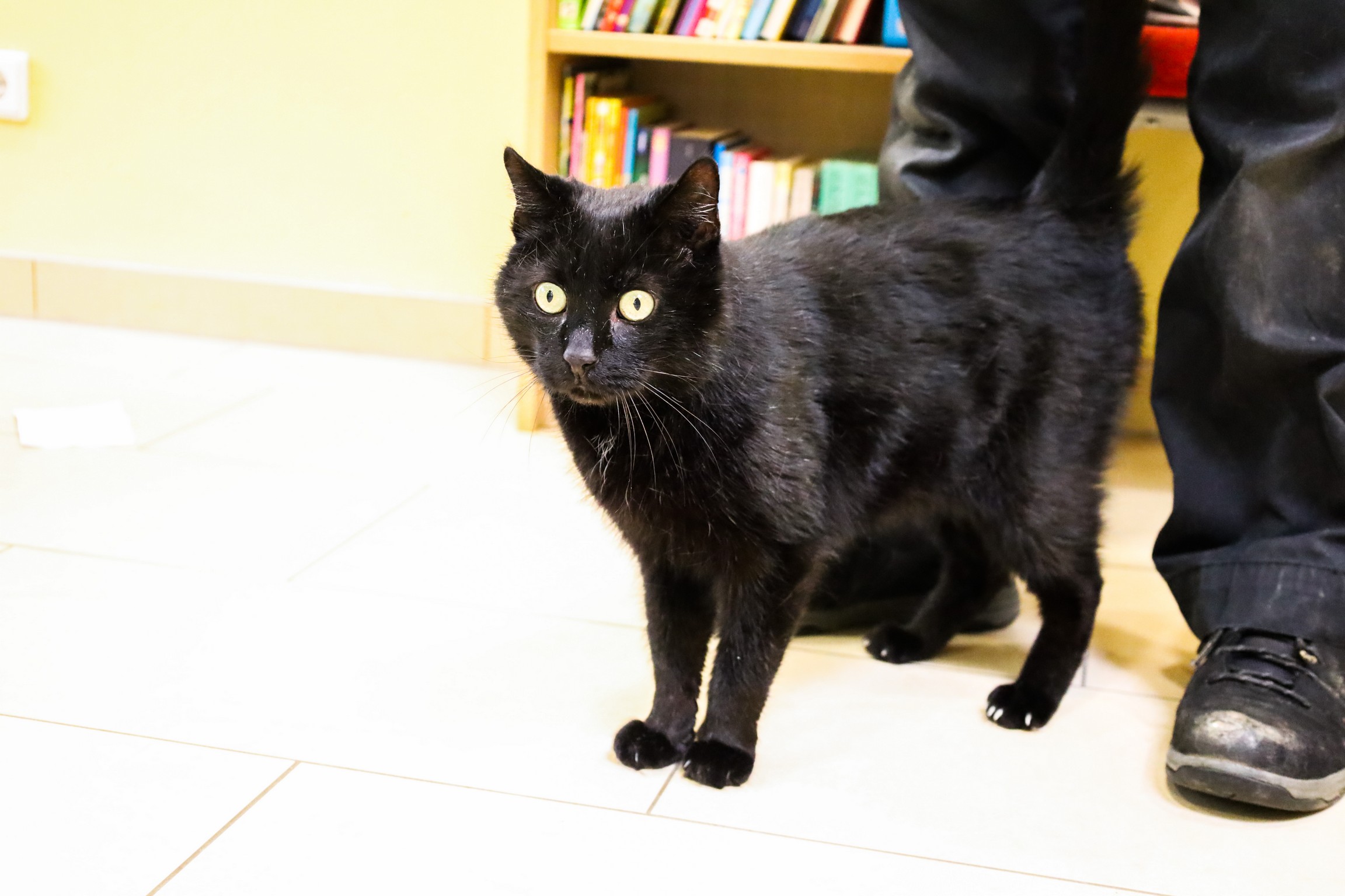 Nero © TiKo_Olip_Melanie