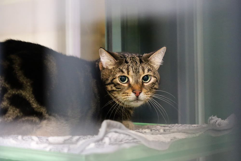 Chester © Melanie Olip, TiKo