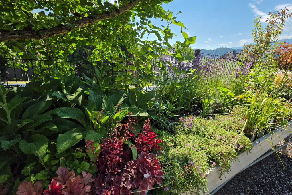 my Garden, Pflanzen, Baumschule Hermagor, mit Gartenshop und persönlicher Beratung, Foto (c) creativomedia GmbH