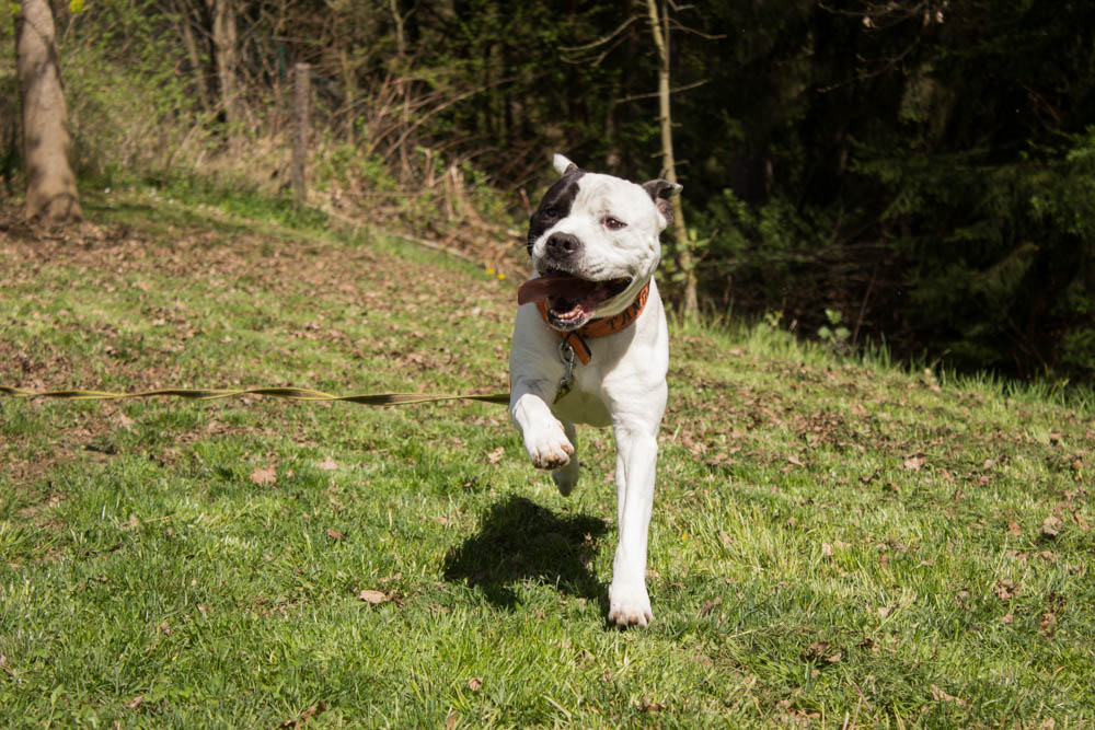 Pinu © TiKo, Nina Zesar