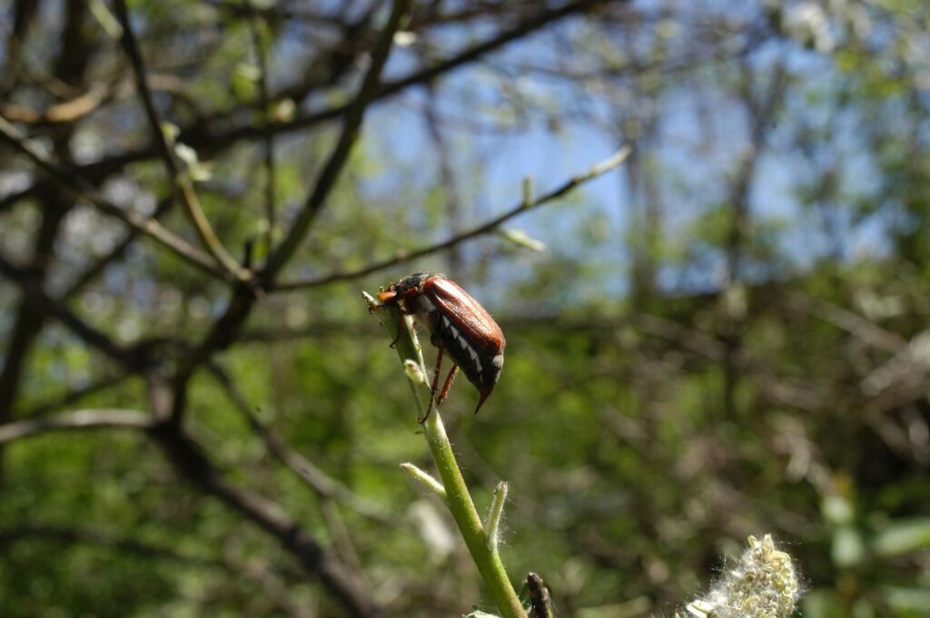 Maikäferplage in Oberkärnten, Foto (c) alfred santner - creativomedia GmbH