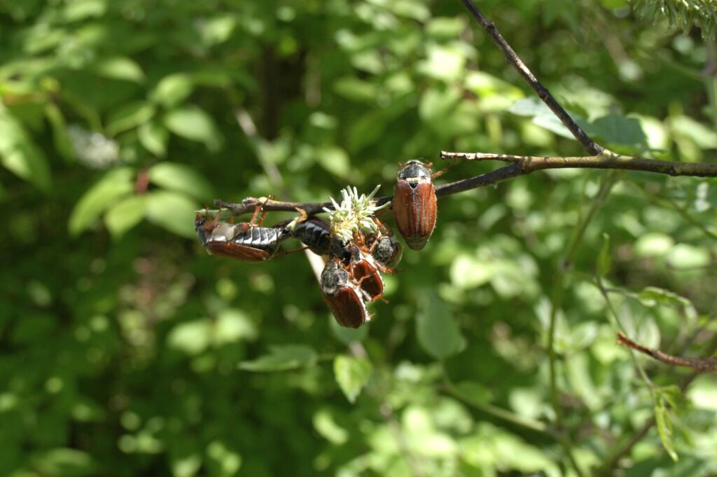 Maikäferplage in Oberkärnten, Foto (c) alfred santner - creativomedia GmbH