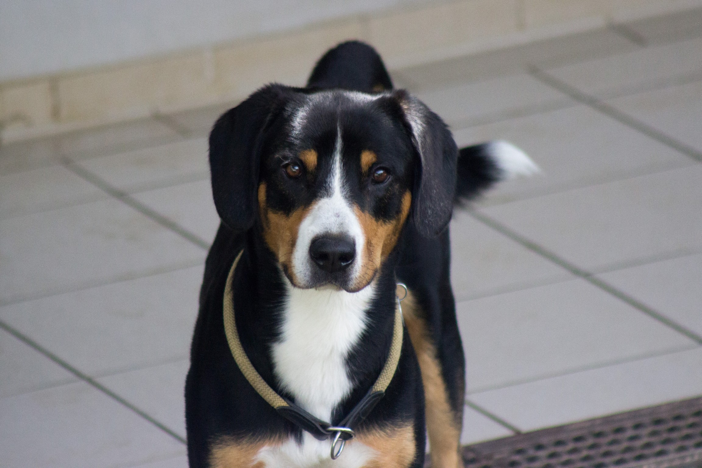 © TiKo_Nina Zesar_H28379_Ares