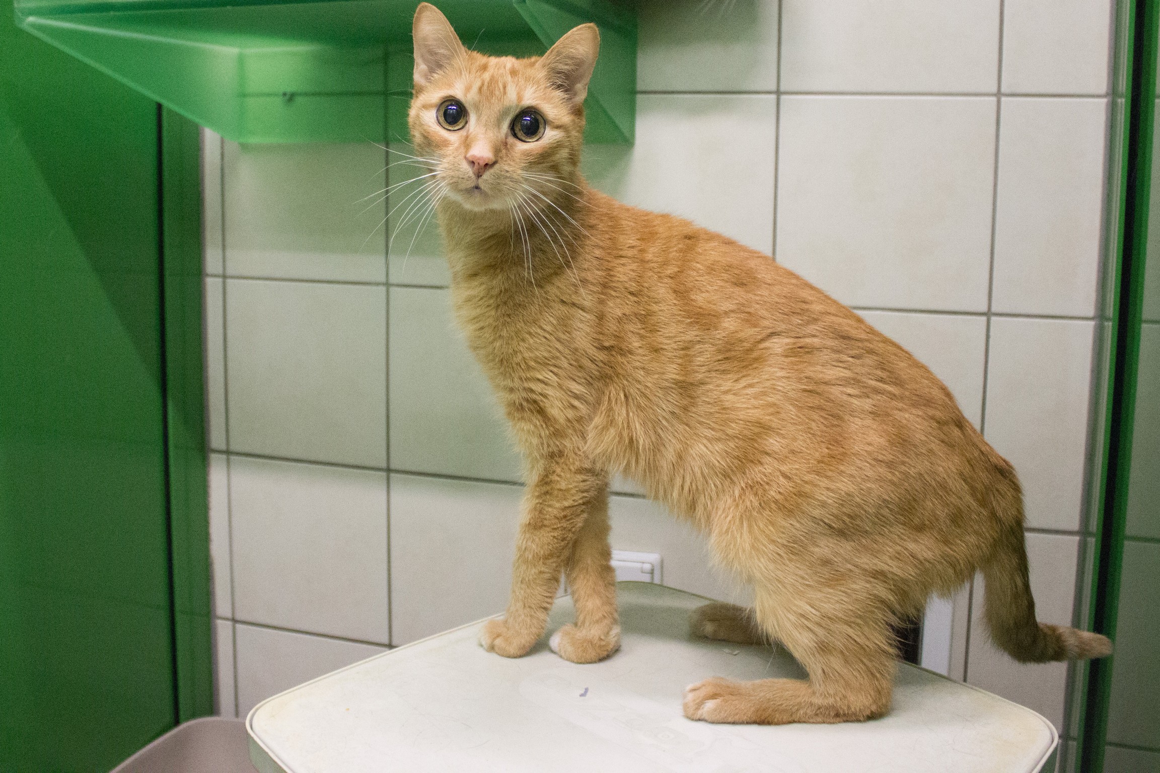 ©TiKo_MiriamBlack_K28002_Murli