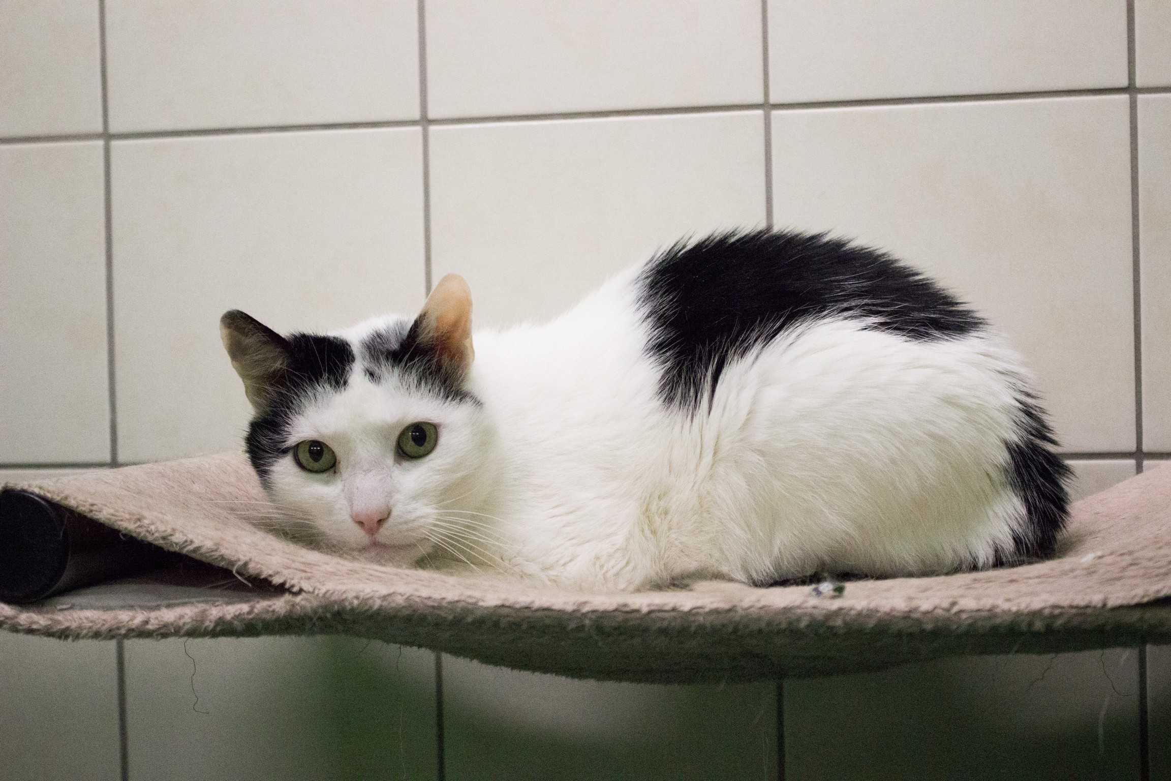 ©TiKo_MiriamBlack_K28004_Rocky (1 von 1)