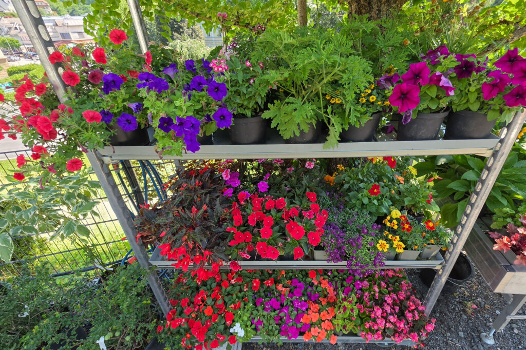 my Garden, Pflanzen, Baumschule Hermagor, mit Gartenshop und persönlicher Beratung, Foto (c) creativomedia GmbH