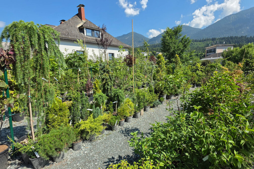 my Garden, Pflanzen, Baumschule Hermagor, mit Gartenshop und persönlicher Beratung, Foto (c) creativomedia GmbH