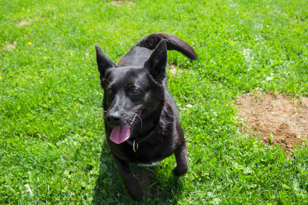 Gina © Jutta Alert, TiKo