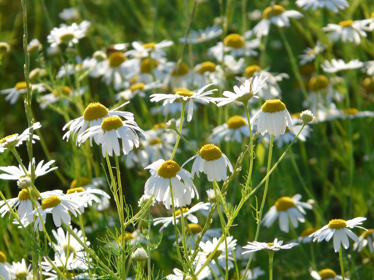 Echte Kamille eine gesunde und wilde Naturschönheit © Pixabay von Hans