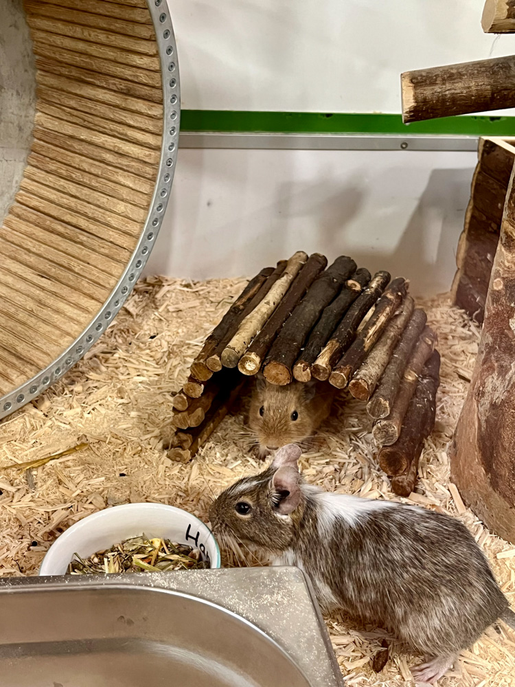 Berlioz und Toulouse © TiKo