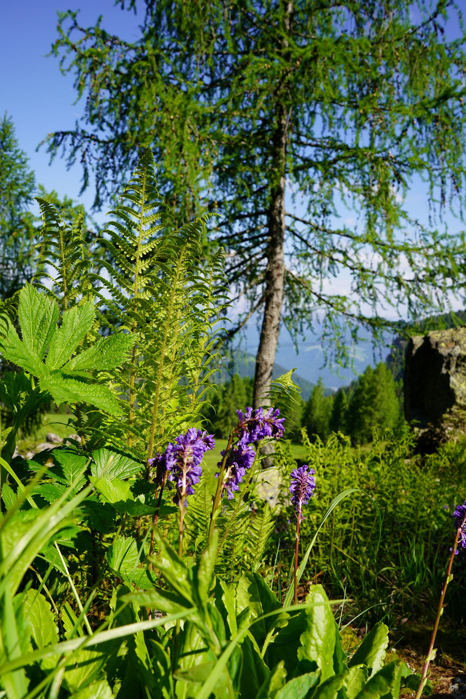 Wulfenia © Ulli Eder