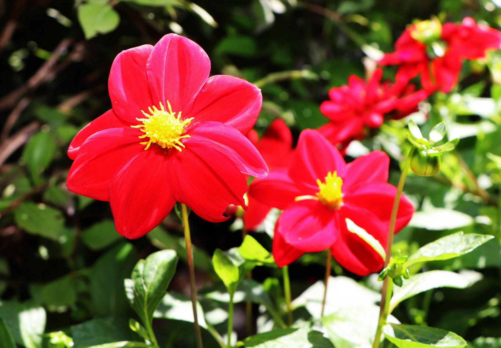 © Manfred J. Schusser