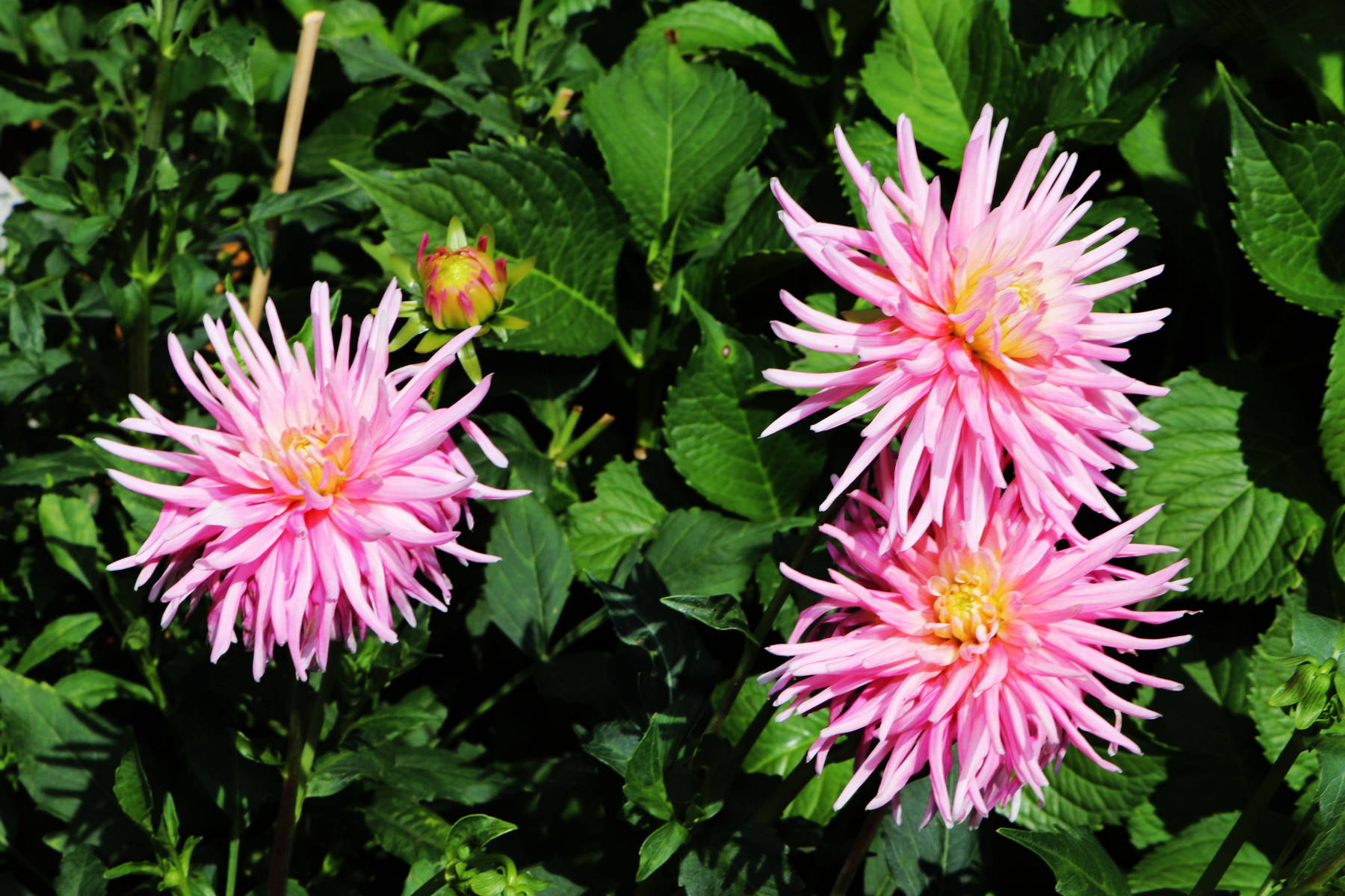 © Manfred J. Schusser