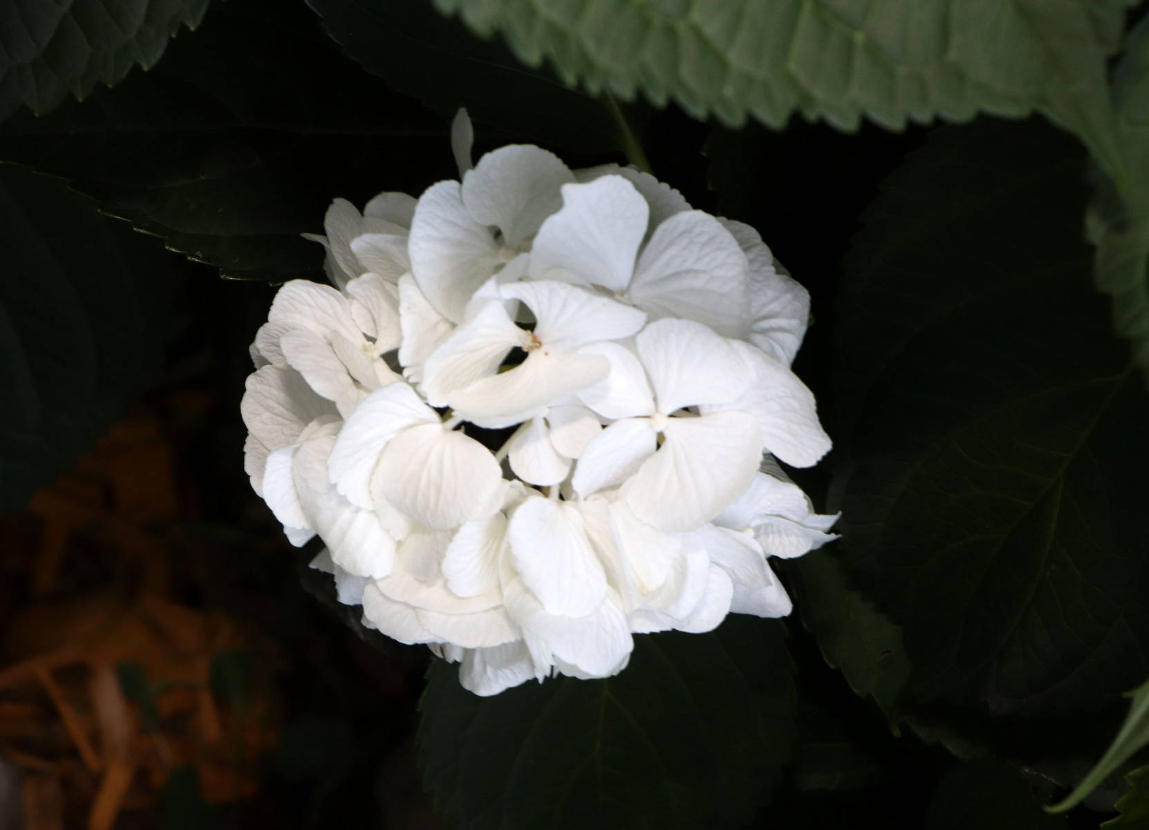 © Manfred J. Schusser