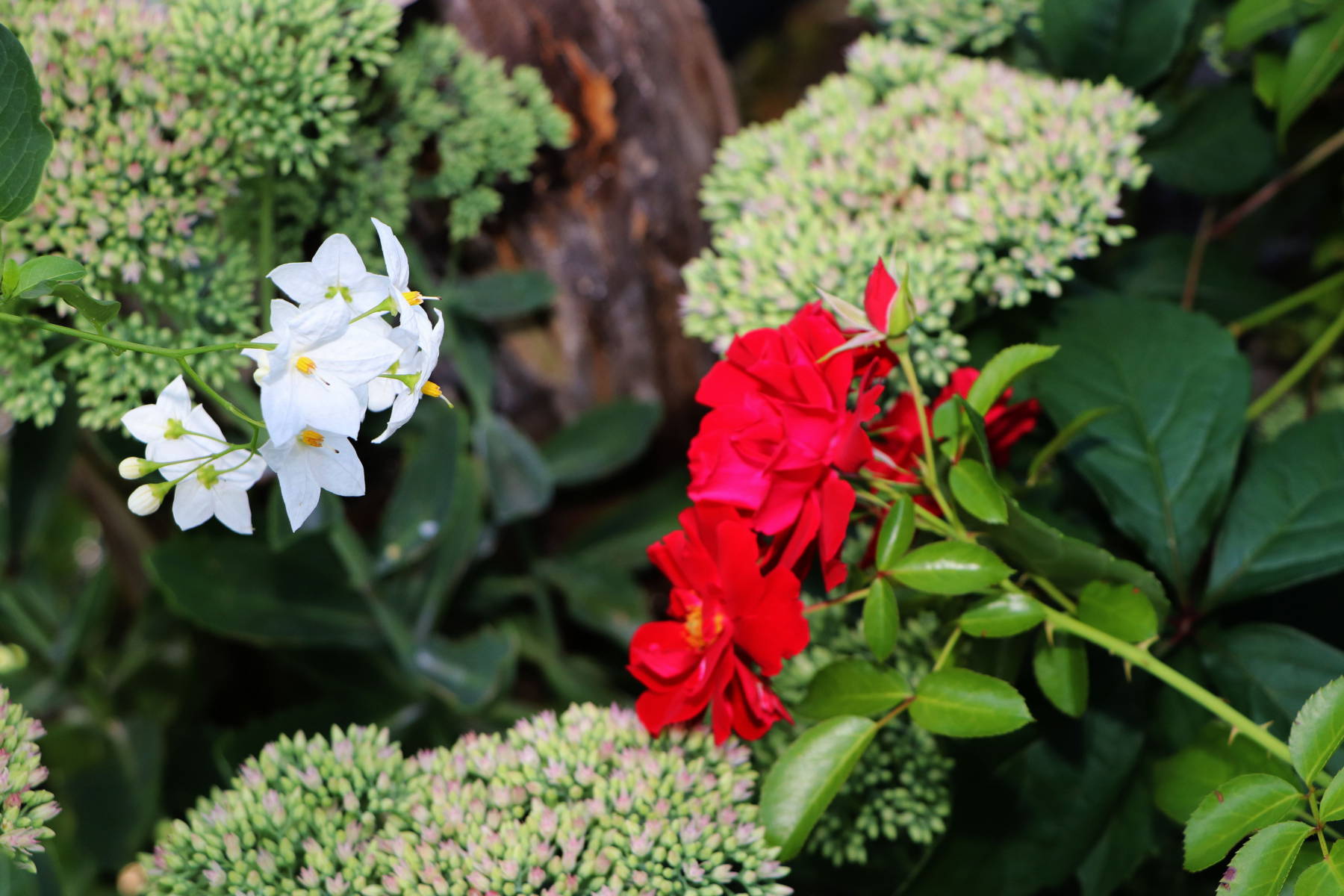 © Manfred J. Schusser