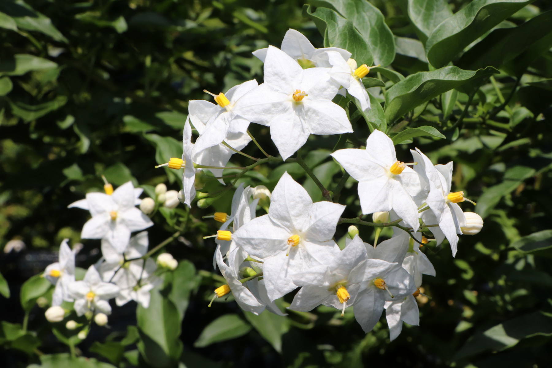 © Manfred J. Schusser