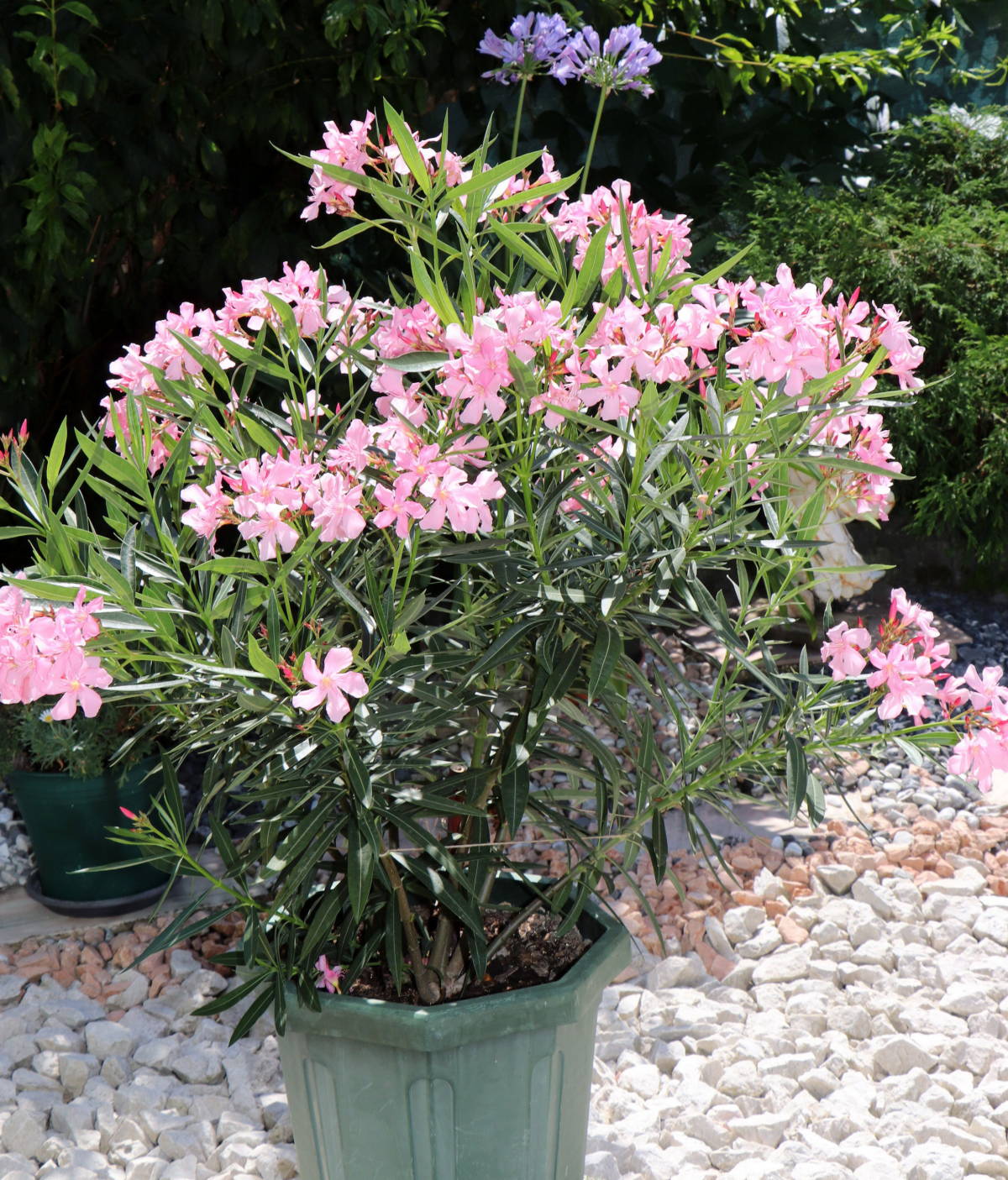 © Manfred J. Schusser