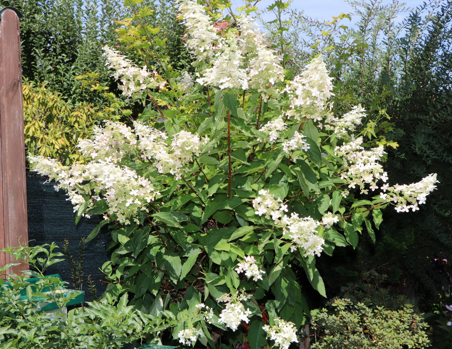 © Manfred J. Schusser