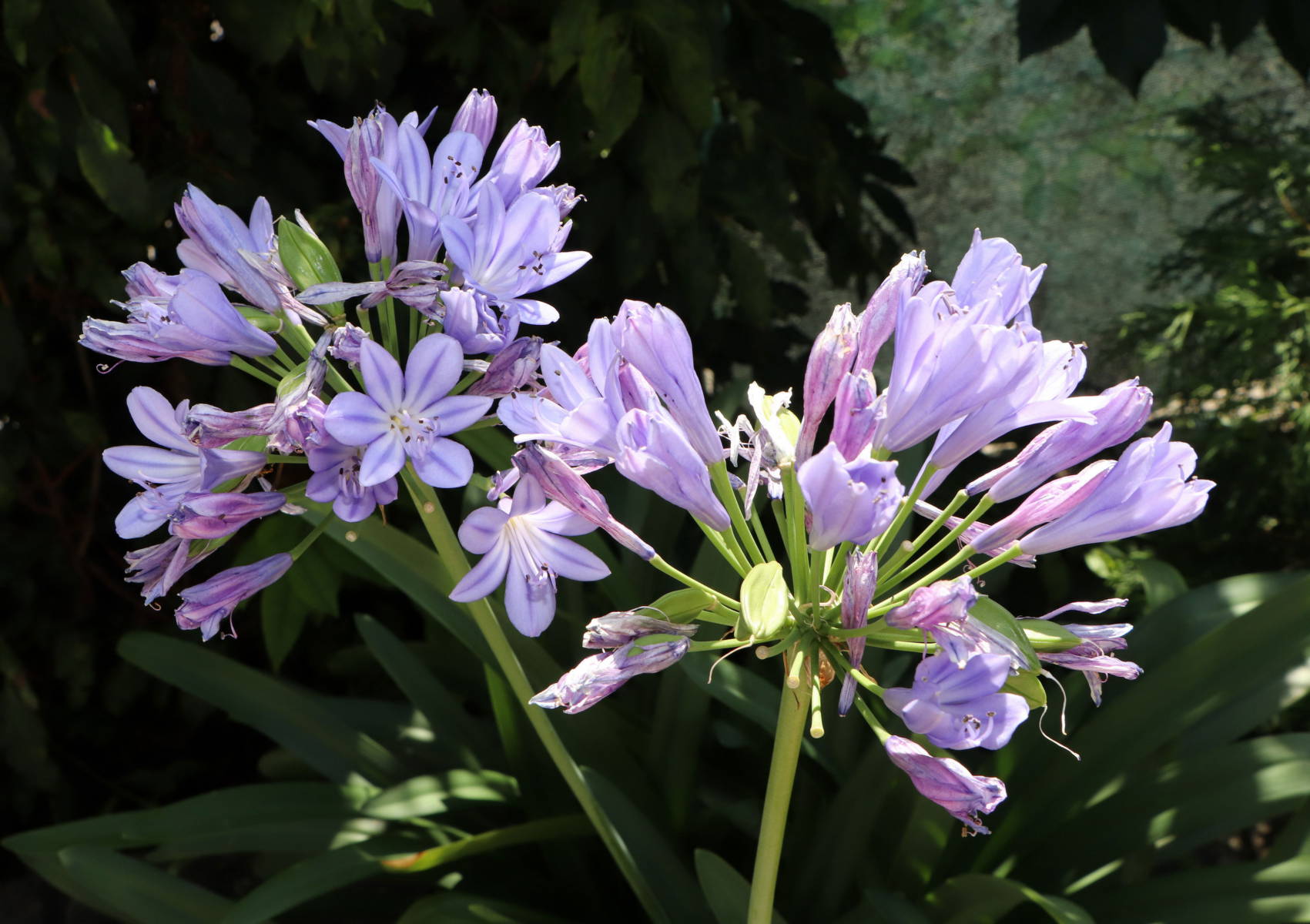 © Manfred J. Schusser