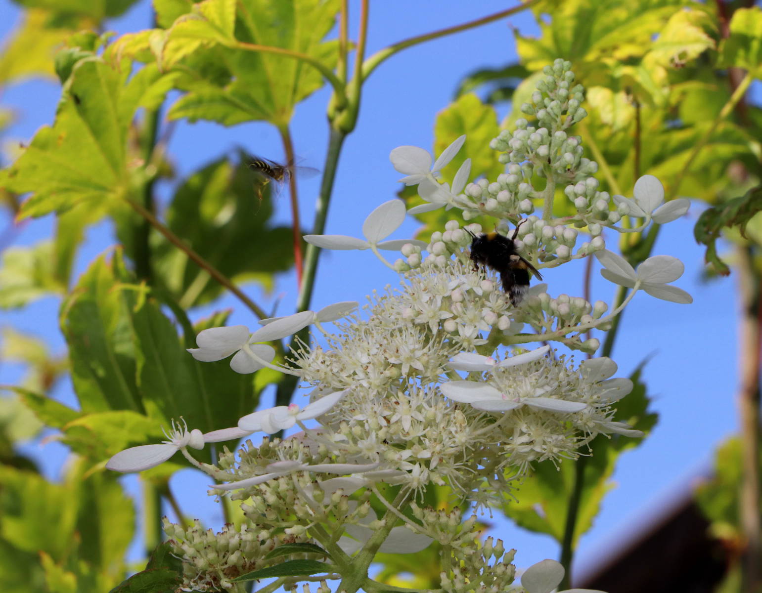 © Manfred J. Schusser