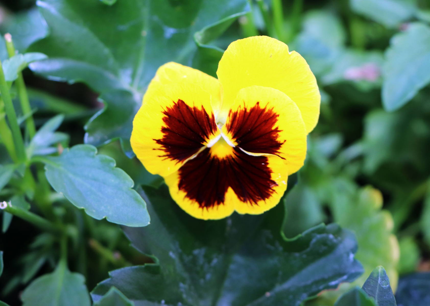 © Manfred J. Schusser