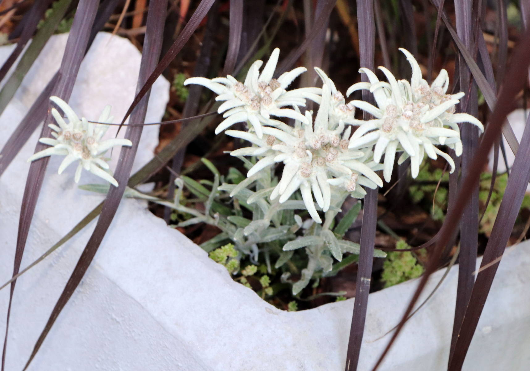 © Manfred J. Schusser