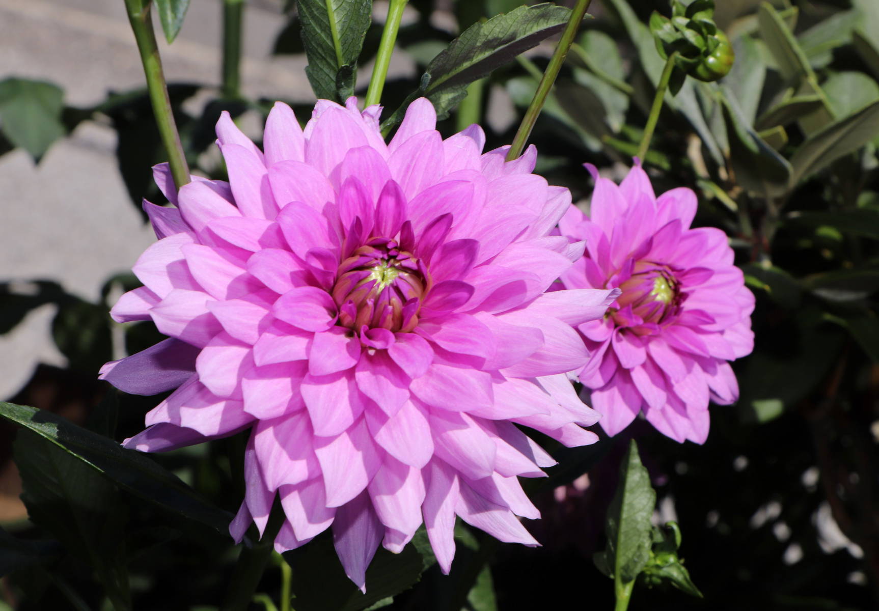 © Manfred J. Schusser