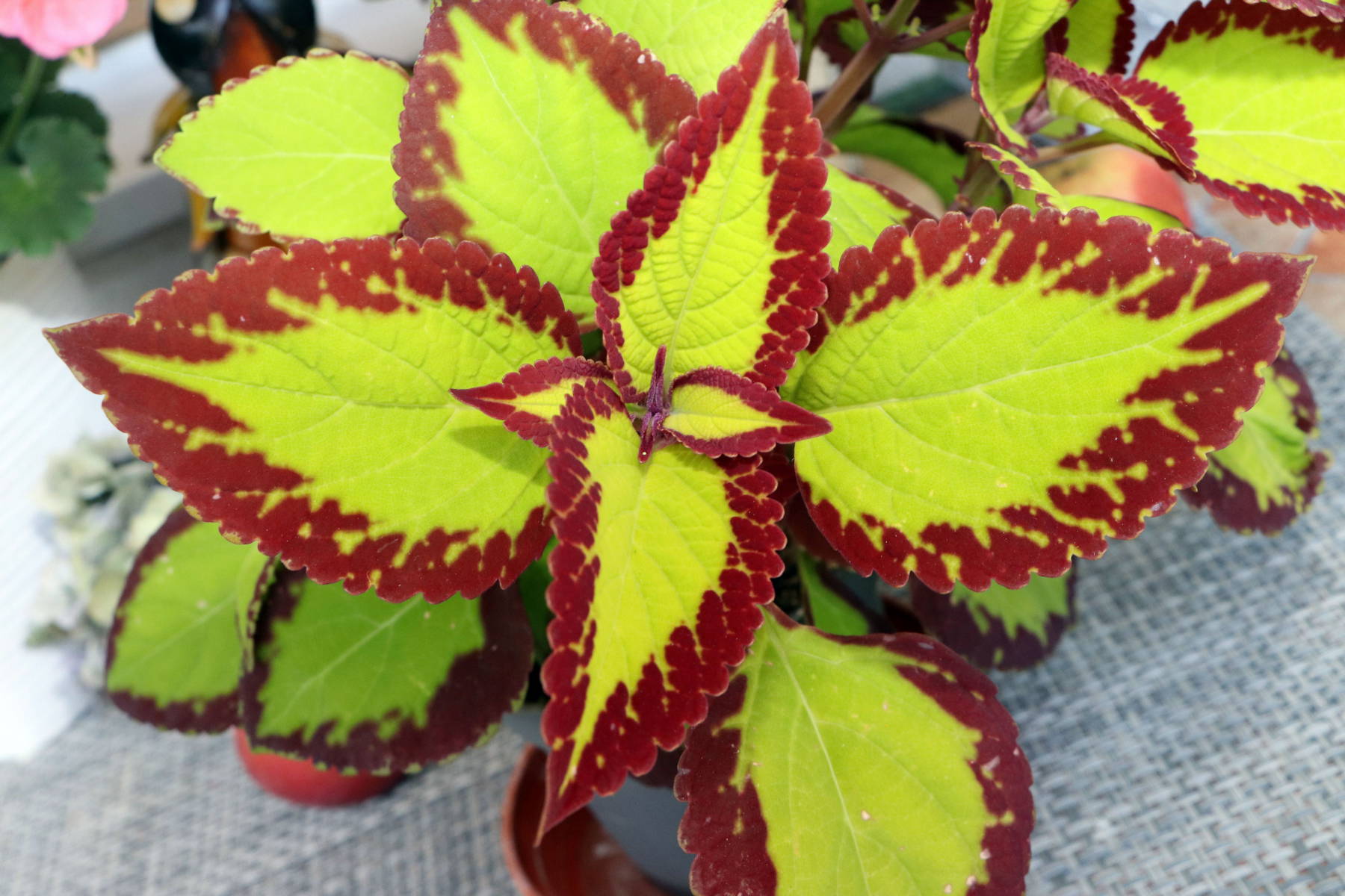 © Manfred J. Schusser