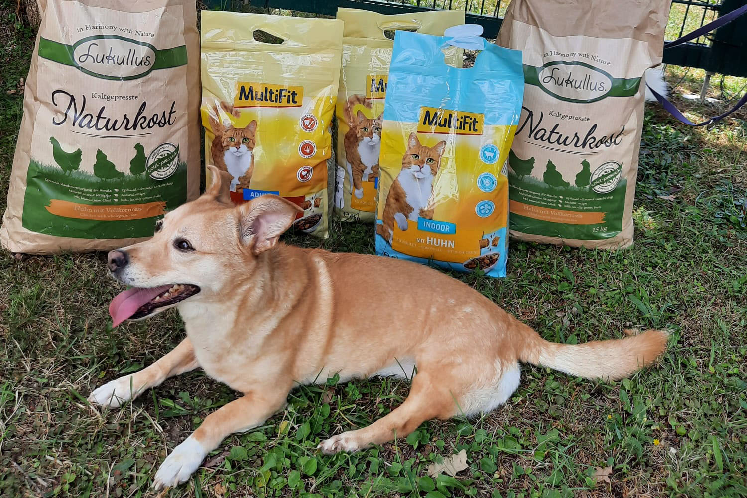 Die Obfrau des Vereins Therapiehunde-Teams Kärnten, Cornelia Lorenz und Manuela
Willenberg von „Tierschutz aktiv Kärnten“ bei der Spendenübergabe. ©Therapiehunde-Teams Kärnten