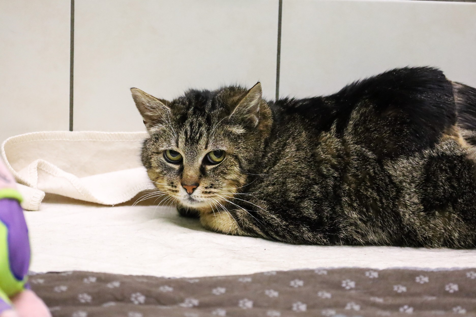 Ginger © TiKo, Melanie Olip