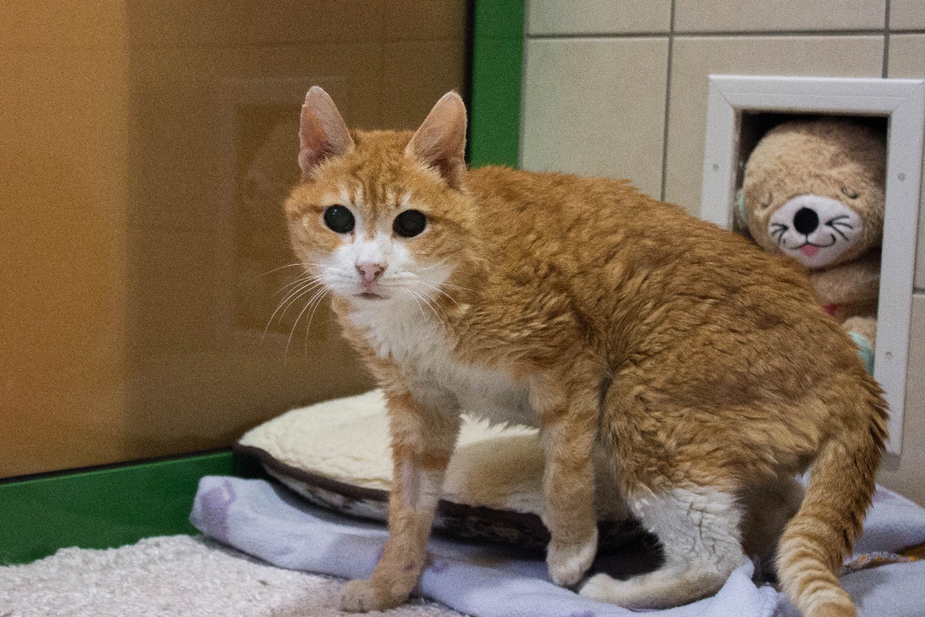 Dasher © Nina Zesar, TiKo