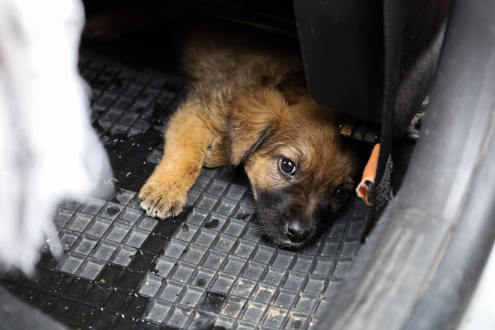Die Welpen im Auto der Finderin © TiKo_Melanie Olip