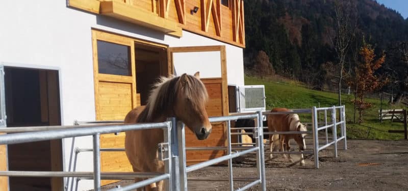Da steht ein Pferd auf dem Hof @ nawu naturwunder apartments