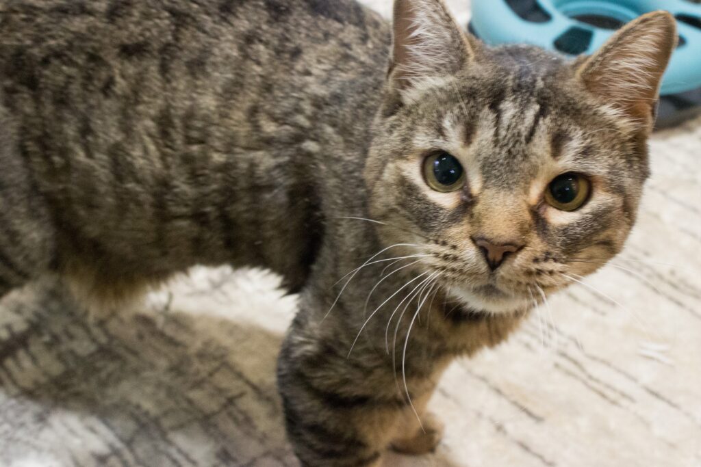 optim-©TiKo_MiriamBlack_K27925_Browny (1 von 1)