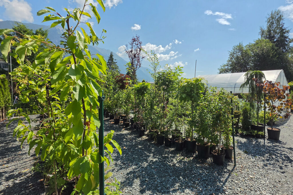my Garden, Pflanzen, Baumschule Hermagor, mit Gartenshop und persönlicher Beratung, Foto (c) creativomedia GmbH