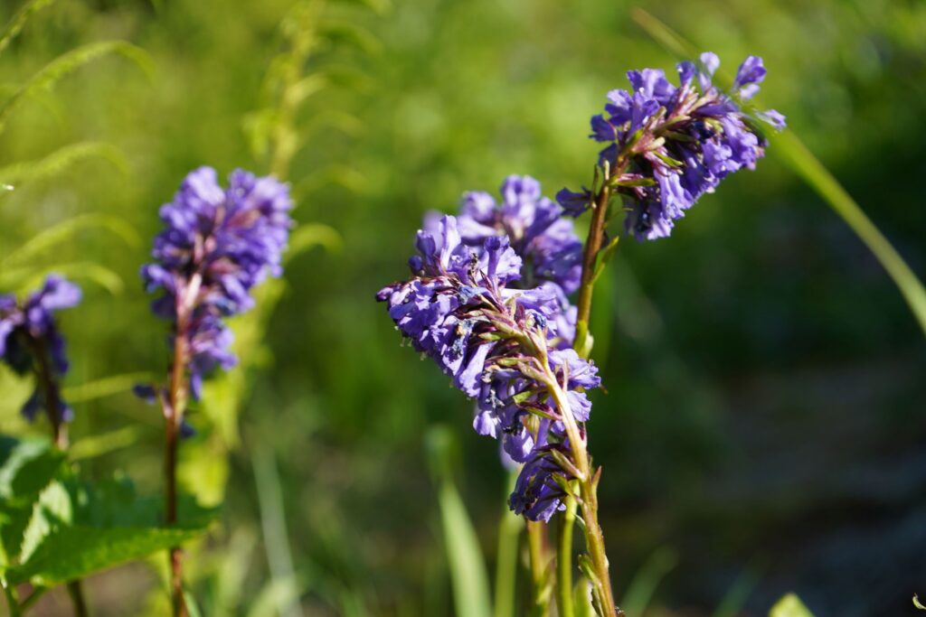 Wulfenia2_low (c)Ulli Eder