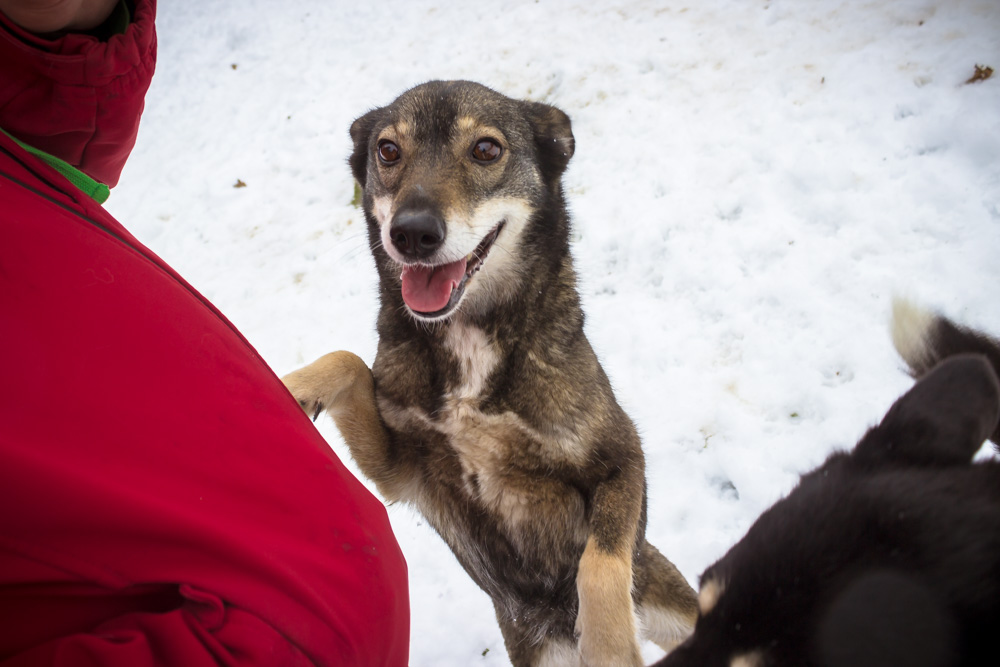 Susi © Nina Zesar, TiKo