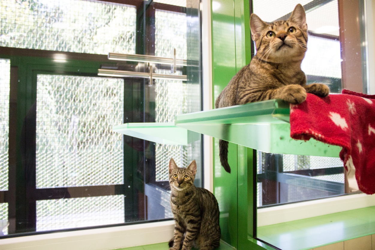 Dallas und Tesla © Miriam Black, TiKo