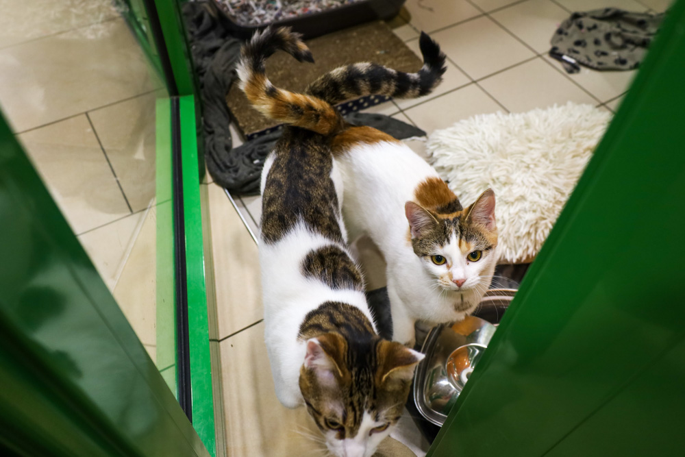 Cooper und Cecile © TiKo, Melanie Olip