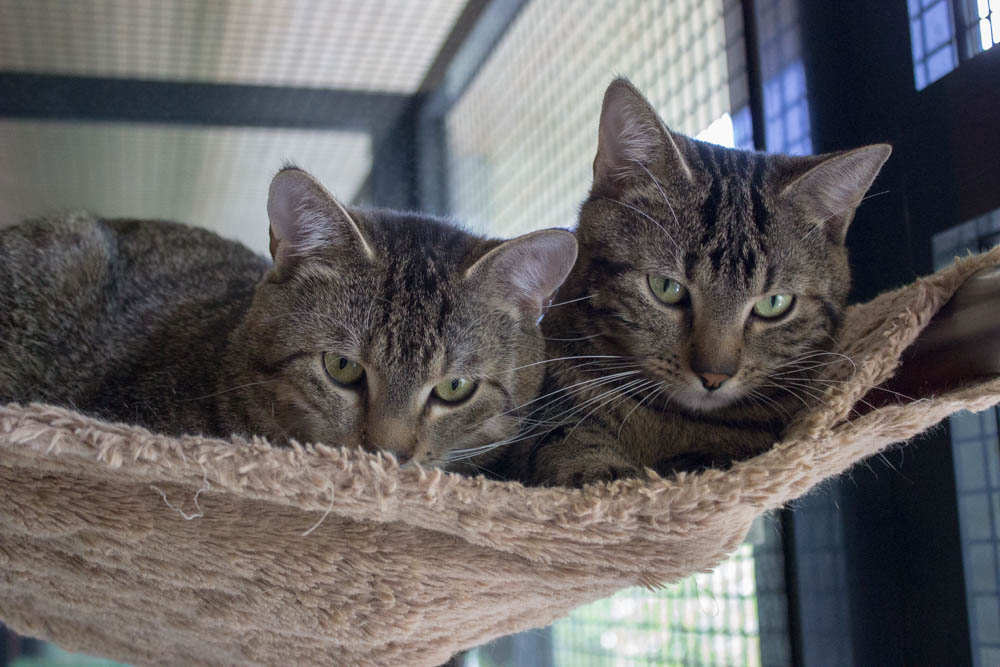 Simon und Silas © TiKo