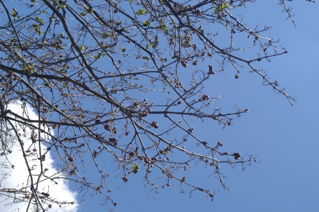 Maikäferplage in Oberkärnten, Foto (c) alfred santner - creativomedia GmbH