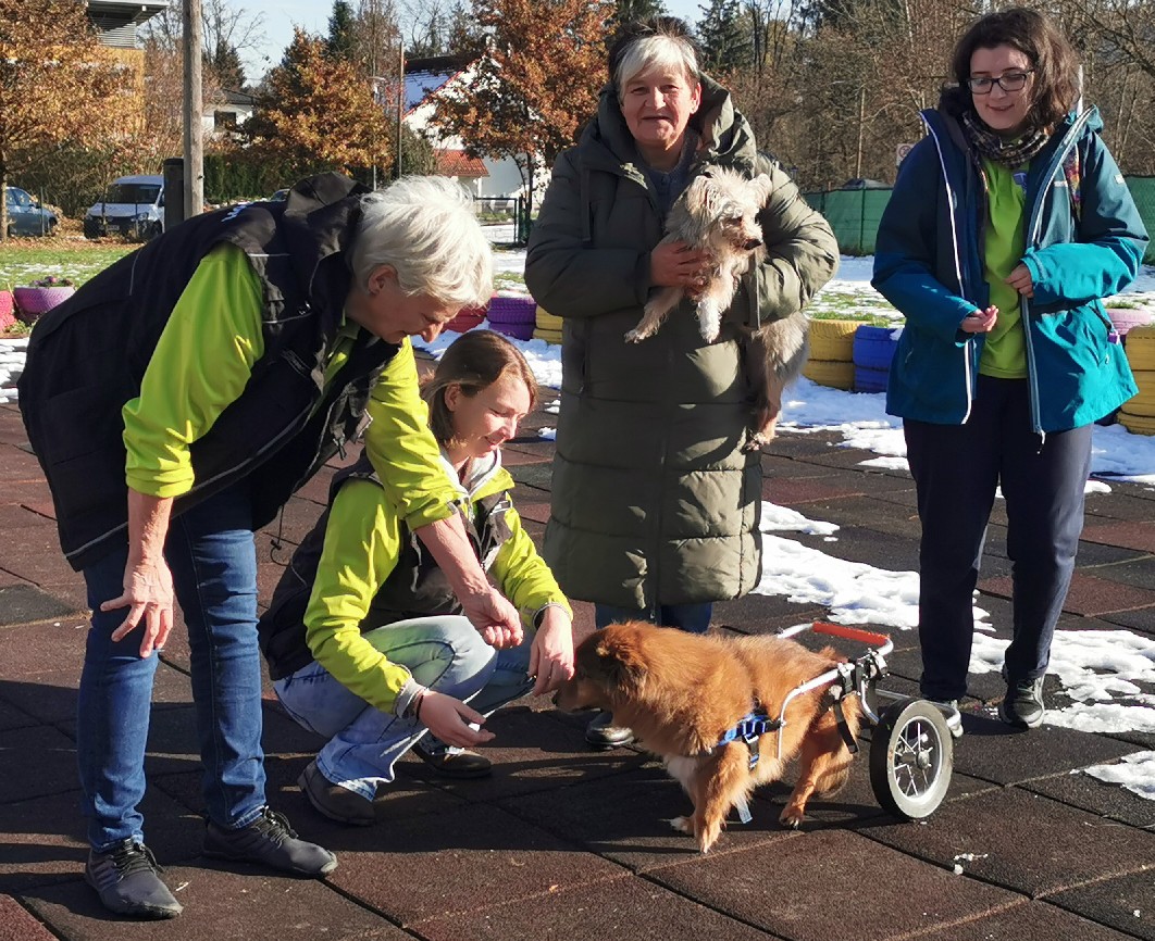 Die Obfrau des Vereins Therapiehunde-Teams Kärnten, Cornelia Lorenz und
tierschutzqualifizierte Trainerin Patrizia Rafeiner mit Andrea Raschl von „Tierschutz
aktiv Kärnten“, den Patenhunden Sunny und Nikita (am Arm von Andrea Raschl) und
ThT-Trainee Anna. © Therapiehunde-Teams Kärnten