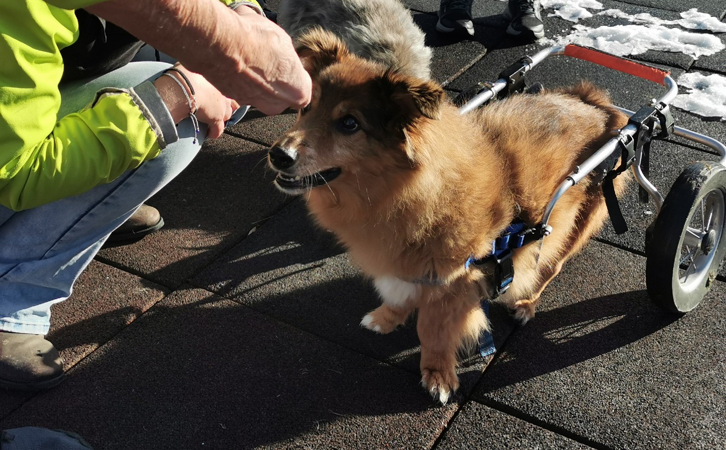 © Therapiehunde-Teams Kärnten
