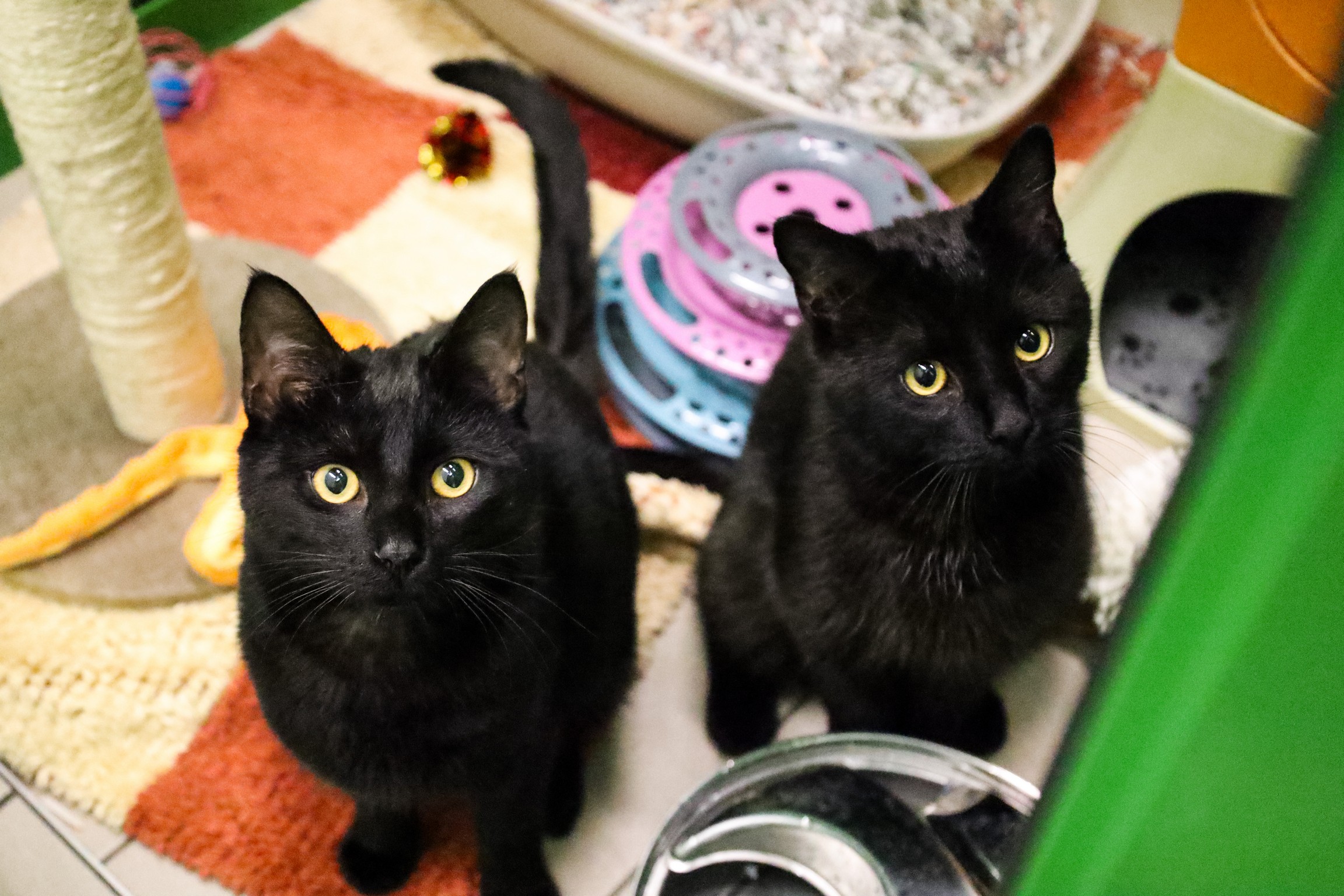 © TiKo_Olip_Melanie | Safran